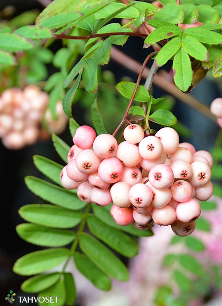 Sorbus × arnoldiana 'Kirsten Pink'